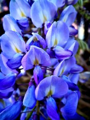 Some of the flowers and plants in Tenerife, Canary Islands. Nature Colors
