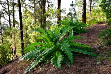 Some of the flowers and plants in Tenerife, Canary Islands. Nature Colors