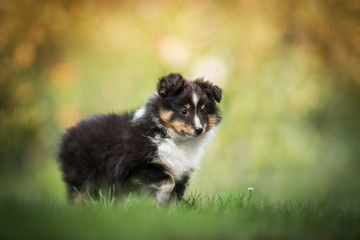 Obraz premium Sheltie puppy - in garden