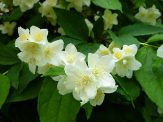 Fototapeta premium Jasmine spring white flowers with raindrops. Jasmine blossom, closeup, selective focus. Jasmine branch blossom with white flowers on sunny day. Background shimmering defocused soft bokeh. 