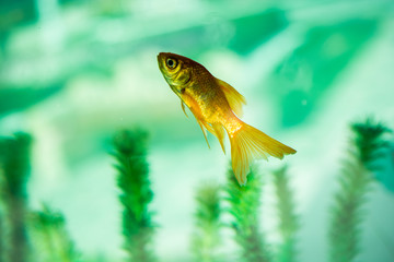 Colorful fish swimming in aquarium