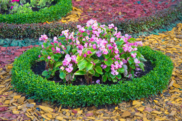 pink decorative flowers on a decorated flower bed. botany and decoration of city streets