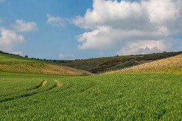 A green Sussex farm landscape on a sunny spring morning