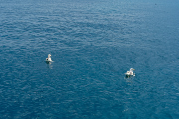 Möwen auf dem Wasser