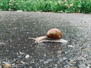Brown snail on wet asphalt
