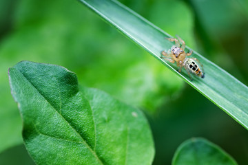 Spider jumping on the grass