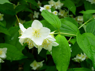 Jasmine spring white flowers with raindrops. Jasmine blossom, closeup, selective focus. Jasmine branch blossom with white flowers on sunny day. Background shimmering defocused soft bokeh. 