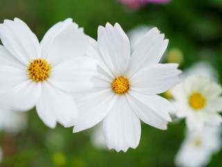White cosmos flowers in the flower garden