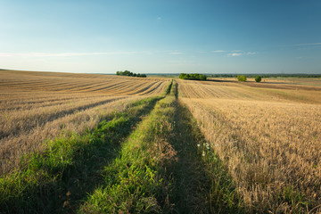 Fototapeta na wymiar Dirt road through fields on hills, horizon and sky