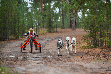 Carting dog mushing race