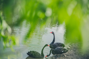 Cygnus atratus czarne łabędzie © Studio Migafka