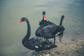 Cygnus atratus czarne łabędzie