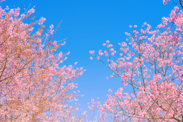 Pink blossoms on the branch with blue sky during spring blooming,.Branch with pink sakura blossoms, Chiang Mai, Thailand.Blooming cherry tree branches against a cloudy blue sky Himalayan blossom