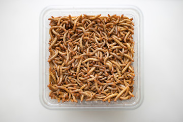 Lebendige Mehlwürmer Topview für Instagram - Live mealworms Topview for Instagram