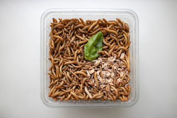 Mehlwürmer in einer transparenten Schale mit Basilikum und Kleie - Mealworms in a transparent bowl with basil and bran