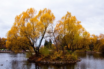 Fototapeta premium autumn, track, tree, leaves, walk