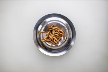 Eine kleine Portion Mehlwürmer im Eierbecher - A small portion of mealworms in an egg cup