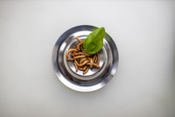 Mehlwürmer als Delikatesse serviert mit einem Blatt Basilikum - Mealworms as a delicacy served with a leaf of basil
