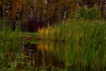 Obraz premium autumn, track, tree, leaves, walk