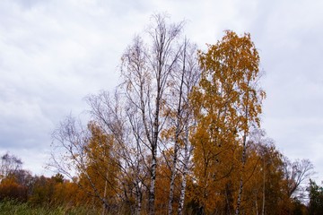 Fototapeta na wymiar autumn, track, tree, leaves, walk