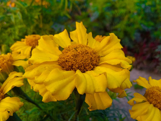 yellow flowers in garden