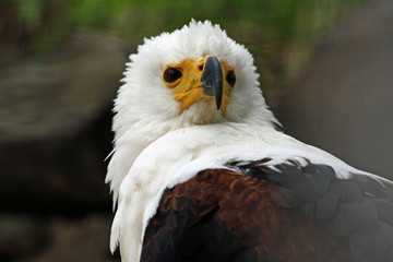 Schreiseeadler