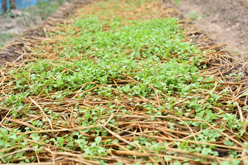 Green vegetable garden with straw