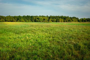 Big green meadow, forest on the horizon and blue sky