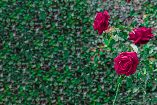 Valentines Day Sweet Red Rose in the Aagaman Batika Garden