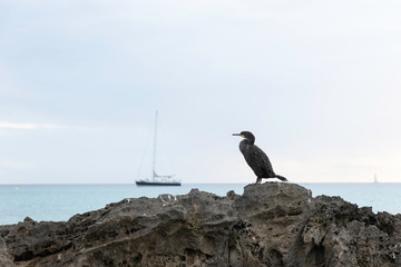 bird on a stone with the sea in the background and a sailboat in the background