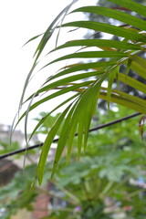 Fototapeta na wymiar plants,tree,close-up