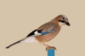 Eichelh&auml;her. Vogelportrait Nr.5