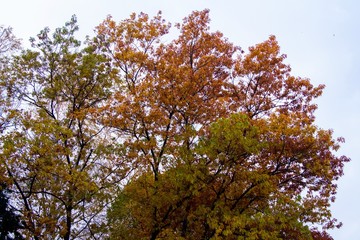 autumn, track, tree, leaves, walk
