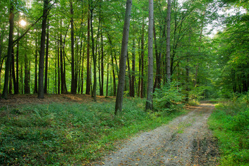 A dirt road through a green deciduous forest