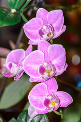 The beauty of a white and purple Orchid in full bloom. Phalaenopsis Orchid flower is the queen of flowers in Thailand.