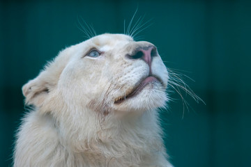 the white lion looks very carefully up