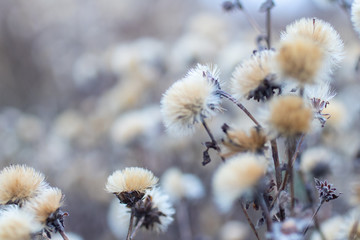 Dreamy dried plants in winter