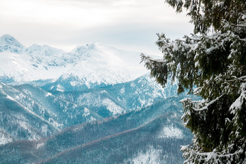 landscape mountains forest and snow