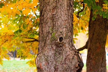 Obraz premium autumn, track, tree, leaves, walk