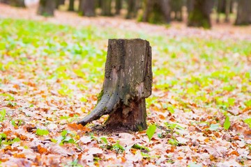autumn, track, tree, leaves, walk