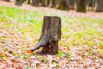 autumn, track, tree, leaves, walk