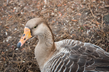 Grey goose close-up. The head and neck. Wild.