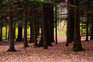autumn, track, tree, leaves, walk