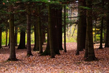 autumn, track, tree, leaves, walk