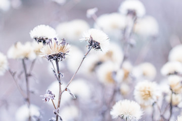 Dreamy dried plants in winter