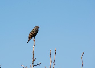 Common starling standing on a branch of a tree with blue sky at the background.