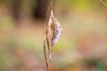 autumn, track, tree, leaves, walk
