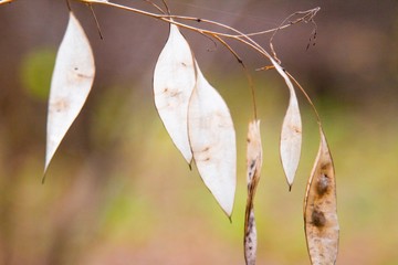 autumn, track, tree, leaves, walk