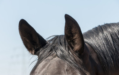 close up of earsof a black horse