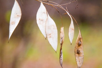 autumn, track, tree, leaves, walk
